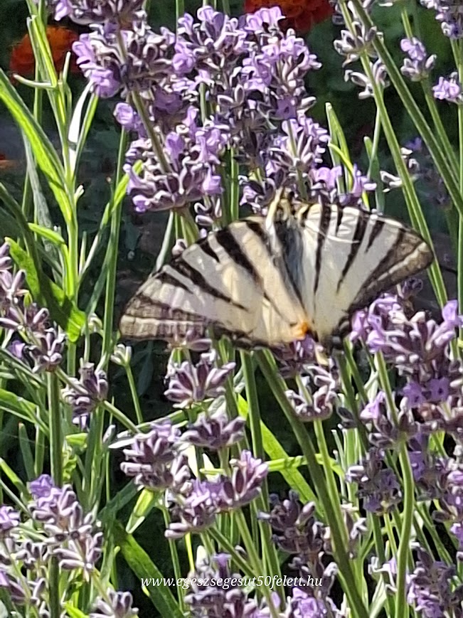 Te vagy a családod szíve